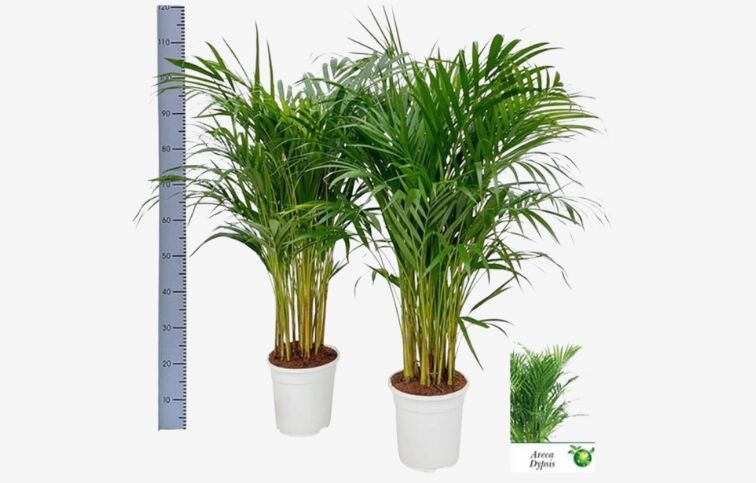 Dypsis lutescens ARECA 80-100cm, kont. p17