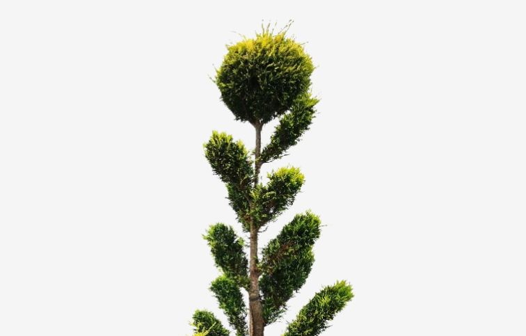 Cyprusovec leylandský Gold Rider bonsaj 160-180cm, kont. 30l