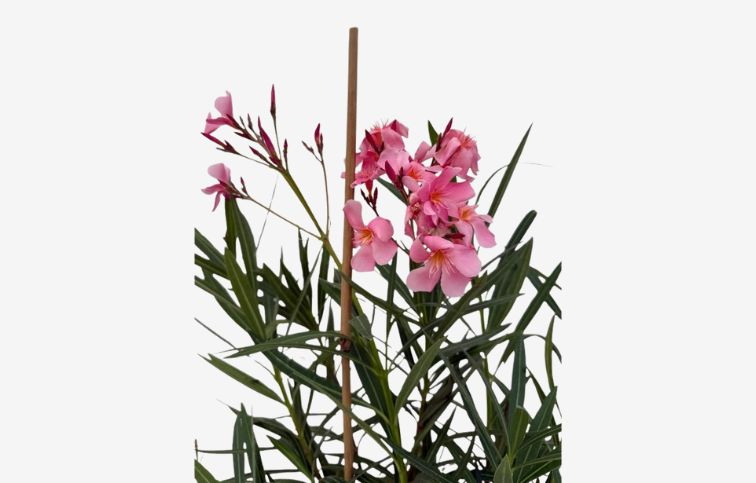 Oleander lososový 40-60 cm, kont. 3 l
