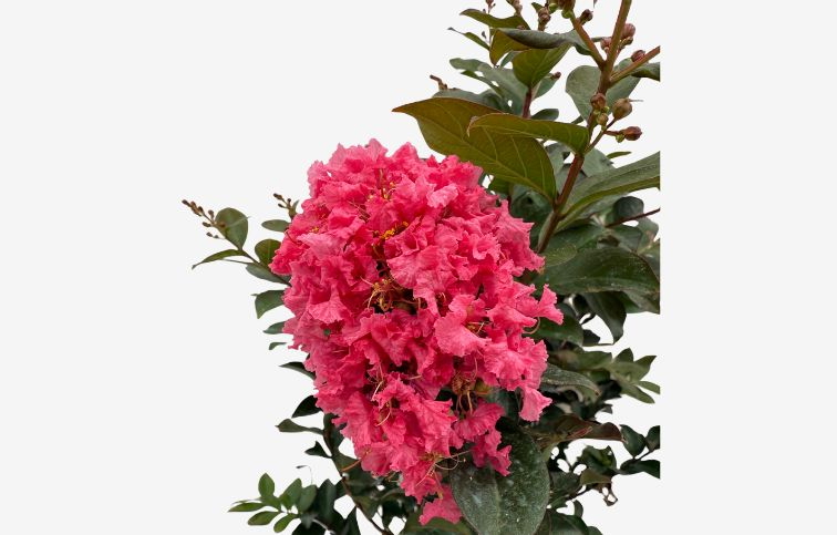 Myrta krepová NANA PETITE ORCHID 50-80 cm, kont. 10 l