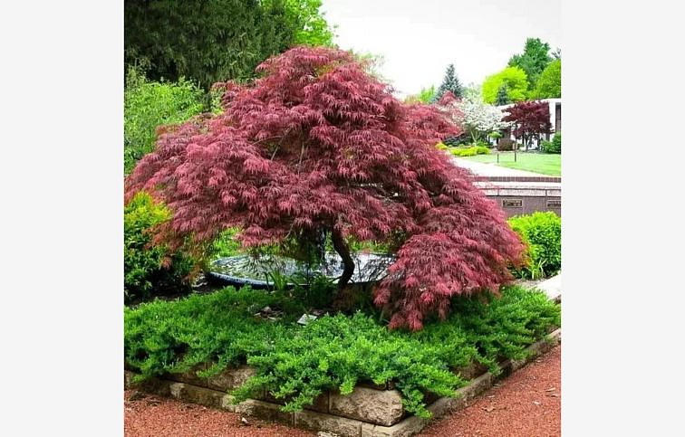 Javor dlaňovitolistý Garnet na kmienku 110-130cm, kont. 5 l