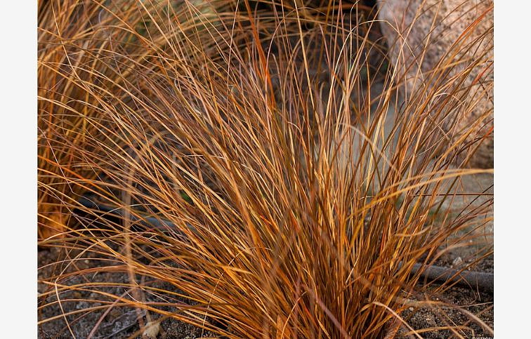 Ostrica chocholnatá Milk Chocolate - Carex petriei, kont. 0,5 l