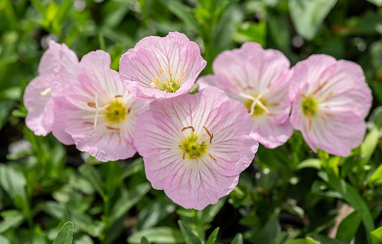 Pupalka Siskiyou Pink - Oenothera, kont. 0,5 l