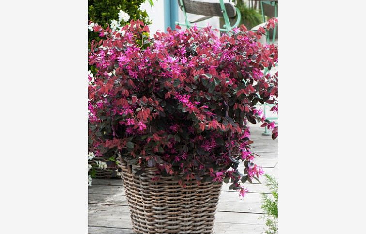 Loropetalum čínsky Fire Dance 10-20cm - Loropetalum chinense kont. 2 l