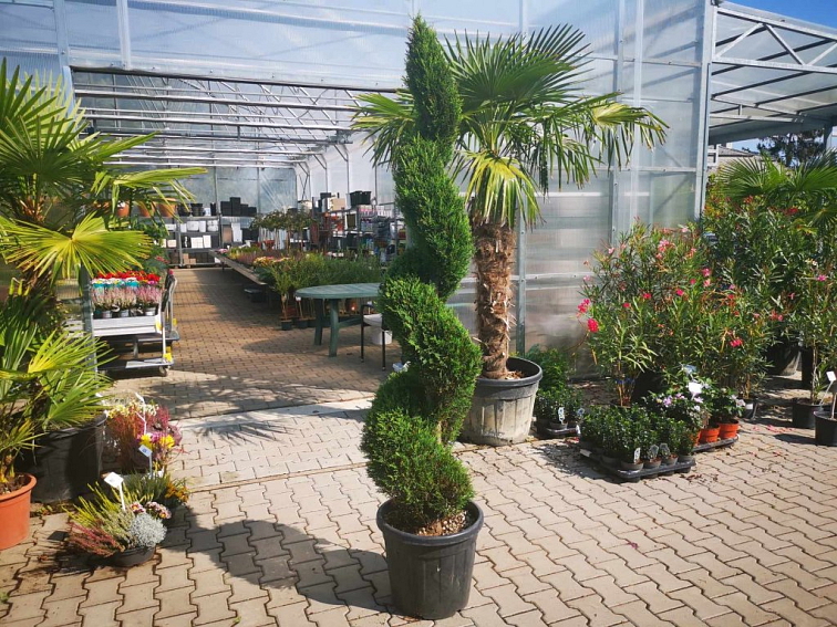 Cyprusovec leylandský Pyramidalis špirála 180-220 cm, kont. 35 l