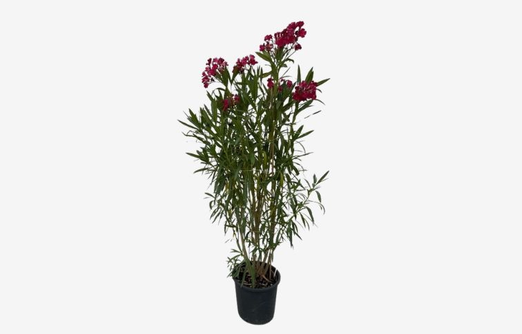 Oleander červený 110-130 cm, kont. 18 l