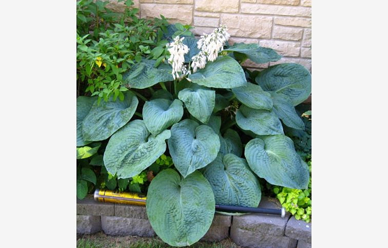 Hosta Big Daddy - Funkia, kont. 1 l