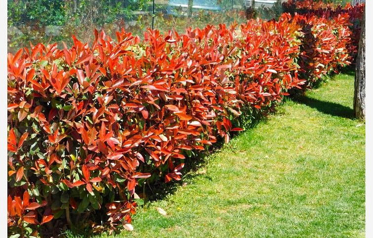 Červienka fraserová Little Red Robin 15-25 cm, kont. p11