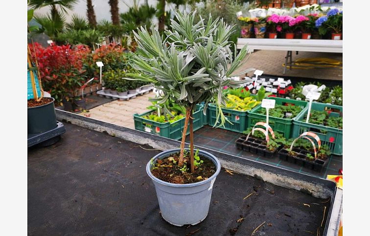 Levanduľa úzkolistá na kmienku 30-40 cm - Lavandula angustifolia, kont. p14
