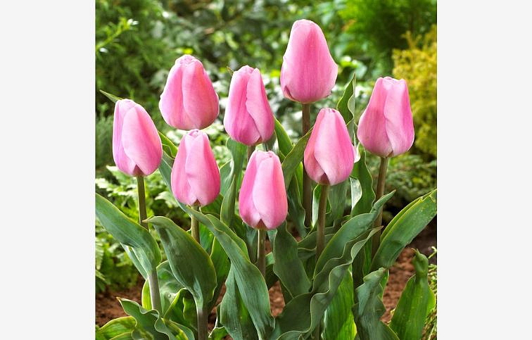 Tulipán Synade Amor 3 ks v kont. 0,5 l