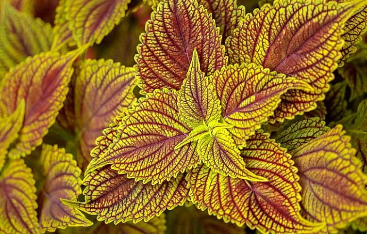 Koleus Golden Dreams - Coleus, kont. 0,5 l