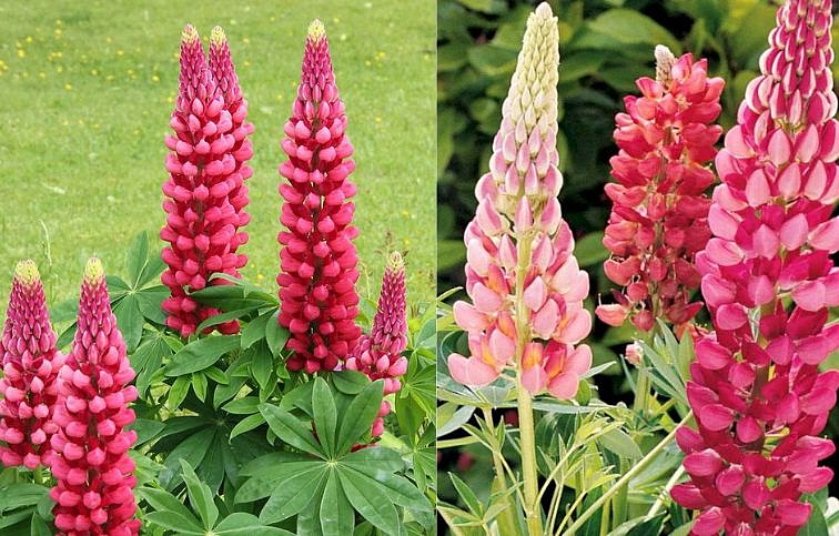 Lupina Red Shades, kont. 0,5 l