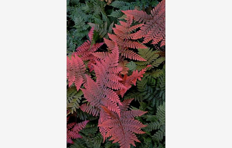 Papraď - Dryopteris Koidzumiana, kont. p14