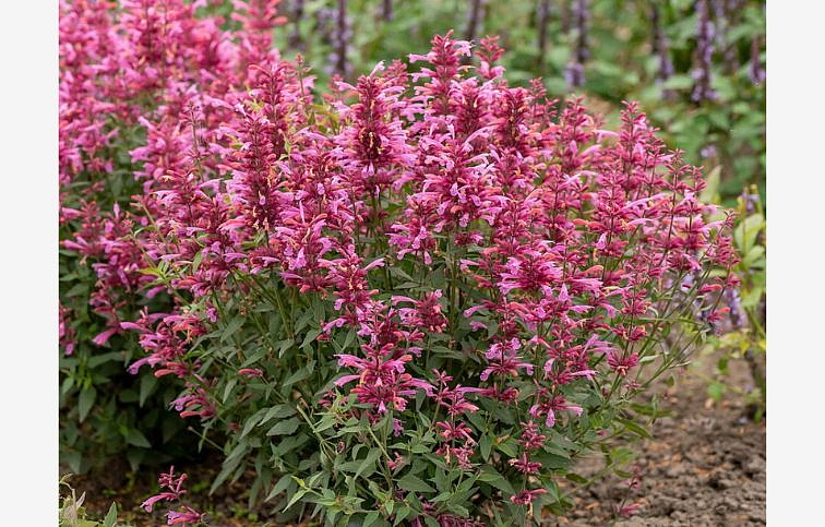 Agastache Rosie Posie, kont. 0,5 l
