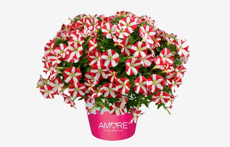 Petúnia Amore King of Hearts, kont. 0,5 l