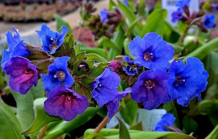 Pľúcnik úzkolistý Blue Ensign - Pulmonaria, kont. 1 l