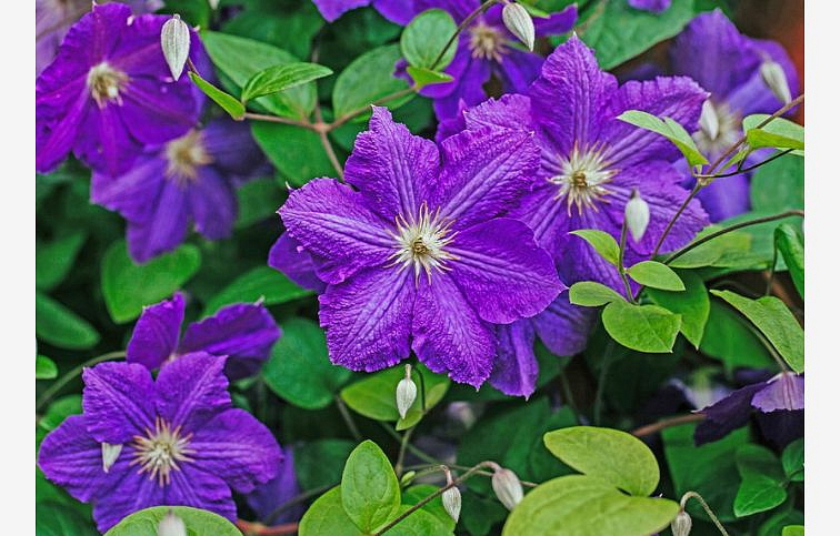 Plamienok The President 50-60 cm - Clematis, kont. p15