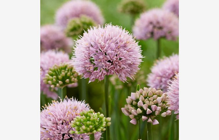 Okrasný cesnak In Orbit, kont. p11