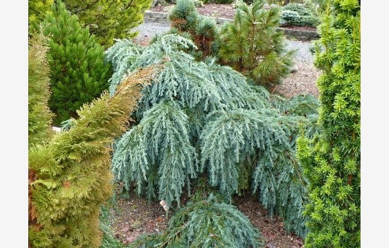 Céder himalájsky FEELING BLUE 70-90 cm, kont. 9 l