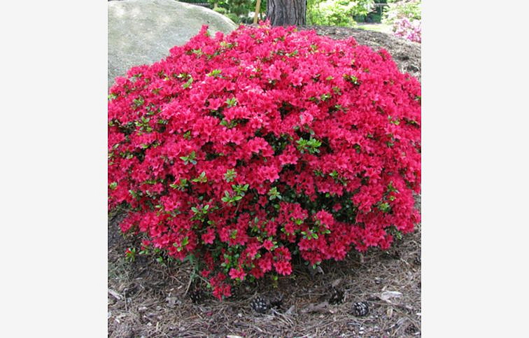 Azalka japonská Canzonetta 10-20cm - Azalea japonica kont. 2 l