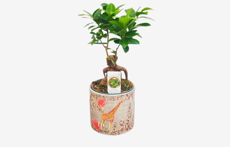 Fikus Ginseng Bonsaj Žirafa 20-25cm, v keramike p13