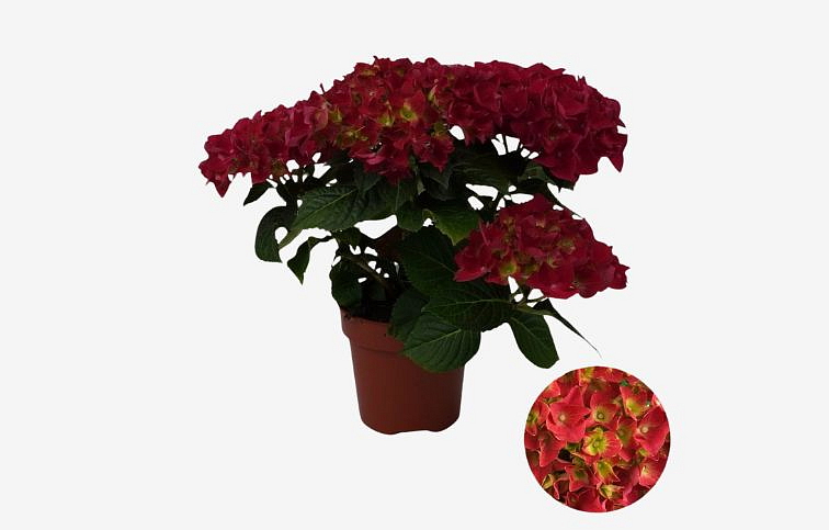 Hortenzia kalinolistá Mophead Red cca 30 cm, kont. p14