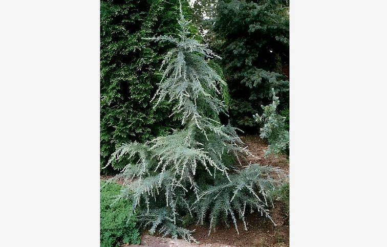 Céder himalájsky Blue Triumph 160-180 cm rozvetvený, kont. 18 l