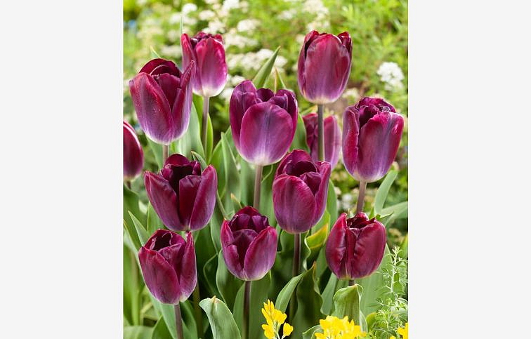 Tulipán Kansas Proud 3 ks v kont. 0,5 l