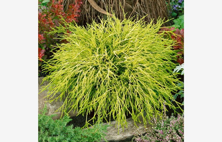 Cypruštek hrachonosný SUNGOLD 20-30 cm, kont. 2 l