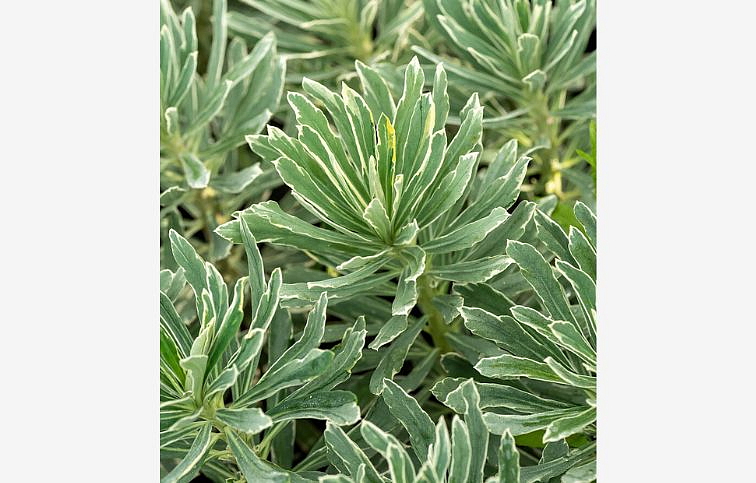 Mliečnik mandľovitý Silver Swan - Euphorbia, kont. 0,5 l