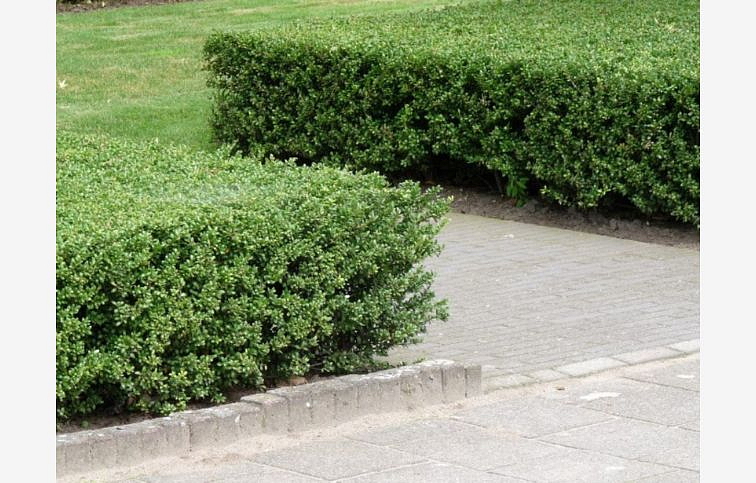 Cezmína Luxus Hedge 15-30cm, kont. p9