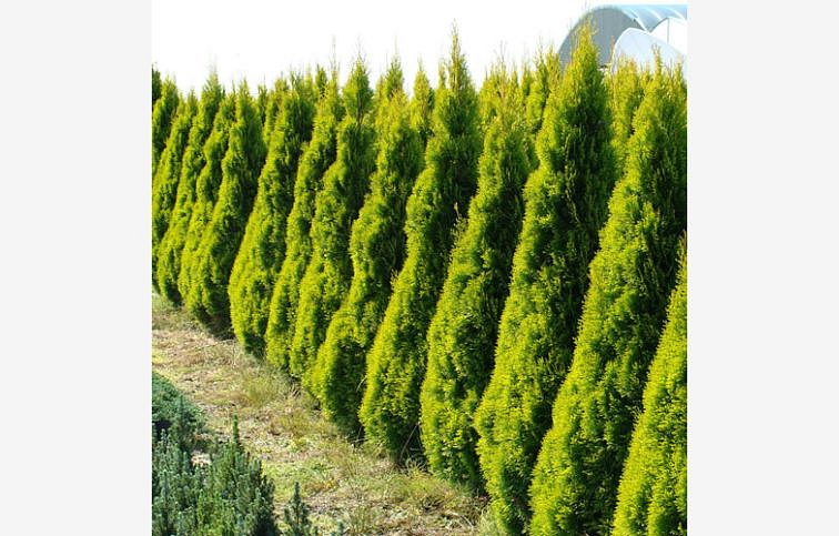Tuja západná Gold Smaragd 50-60 cm, kont. 2 l
