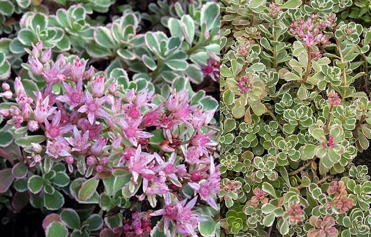 Rozchodník pochybný Variegatum - Sedum spurium, kont. 0,5 l