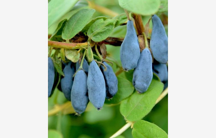 Zemolez kamčatský Blue Velvet 20-30cm - Lonicera caerulea kont. 1,5 l