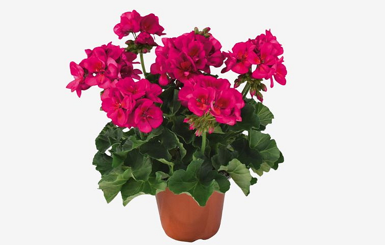Muškát vzpriamený Dolomites Berry - Pelargonia, kont. 0,7 l