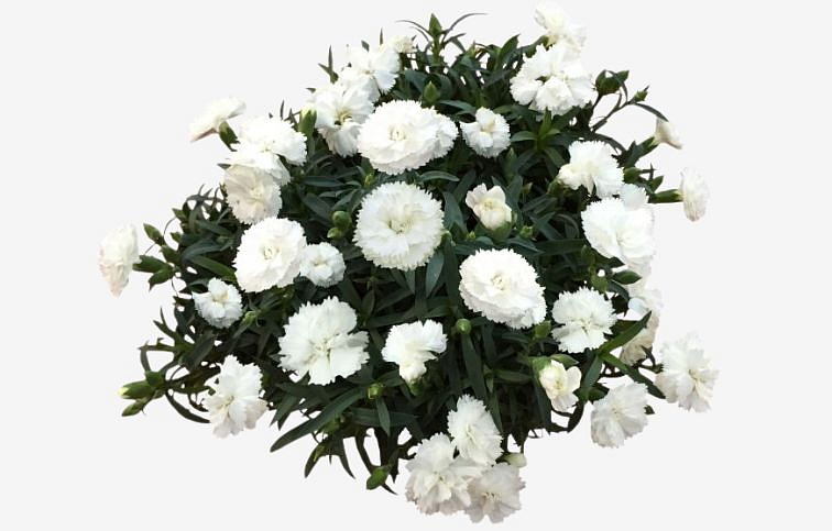 Klinček Pinocchio Bianco - Dianthus, kont. 0,5 l