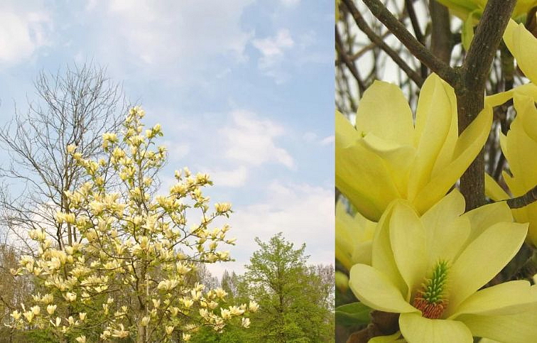 Magnólia Yellow Lantern 130-170 cm, kont. 10 l