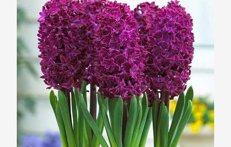 Hyacint Woodstock 1 ks v kont. 0,5 l