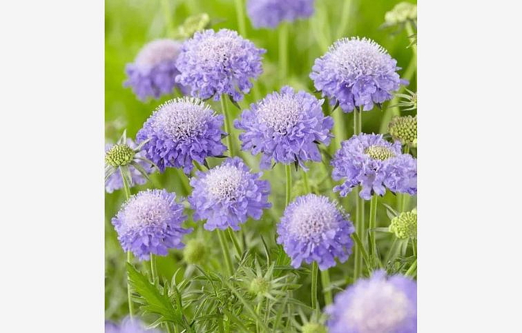 Hlaváč fialový Butterfly Blue - Scabiosa, kont. 0,5 l