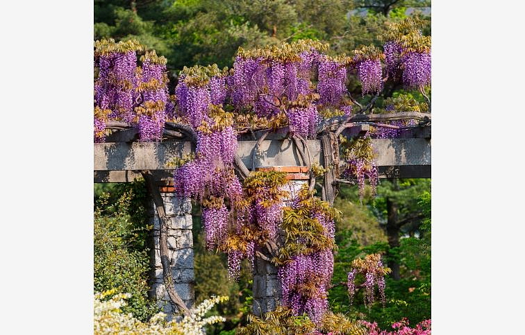 Vistéria kvetnatá BLACK DRAGON 150-200 cm, kont. 3 l