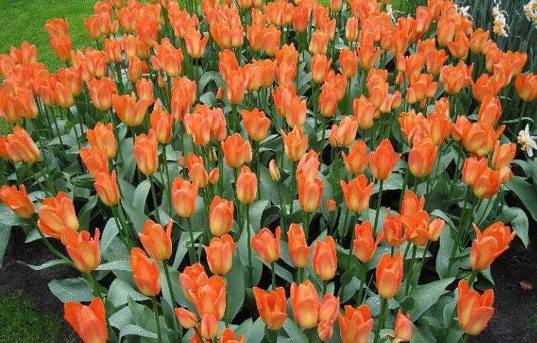 Tulipán Orange Emperor 3 ks v kont. 0,5 l