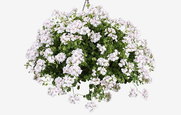 Muškát previsnutý Sandy - Pelargonium, kont. 0,5 l