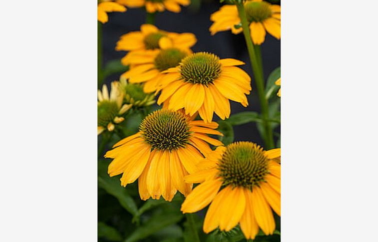 Echinacea purpurová SunMagic Fantastic Yellow, kont. 1 l