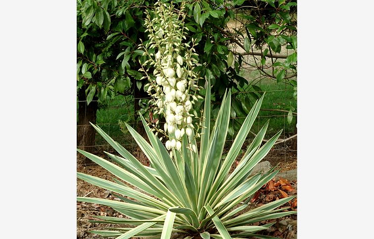 Juka nádherná Variegata - Yucca gloriosa, kont. 2 l