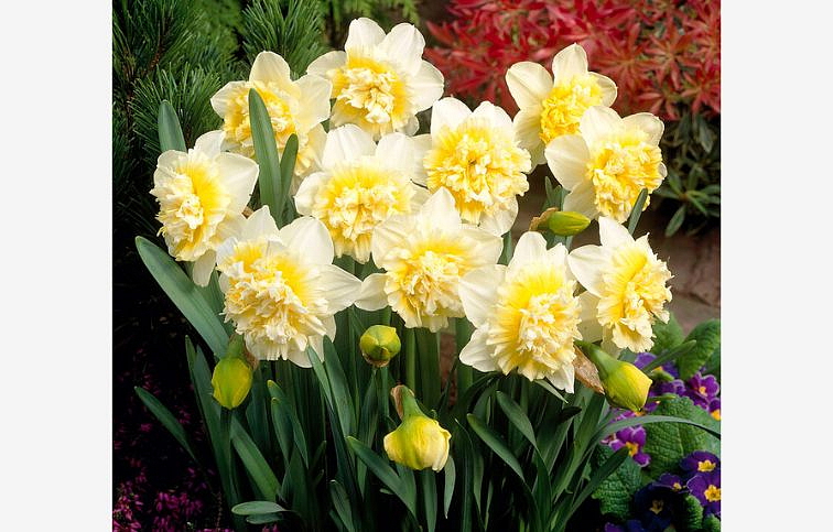 Narcis Ice King 3 ks v kont. 0,7 l