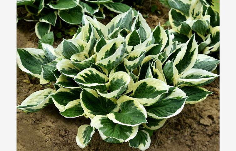 Hosta Minute Man - Funkia, kont. 1 l