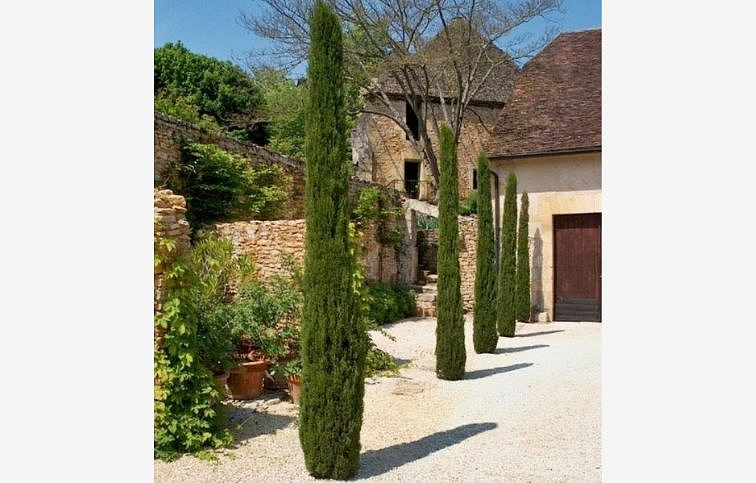 Cyprus vždyzelený Pyramidalis 230-250cm, kont. 25 l