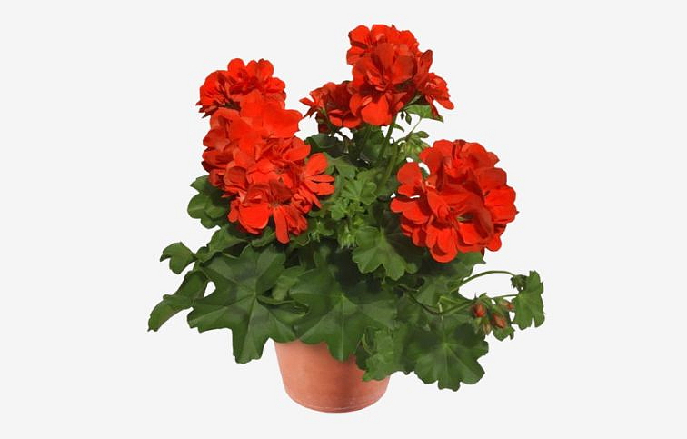Muškát previsnutý Allegria Arancia - Pelargonia, kont. 0,5 l