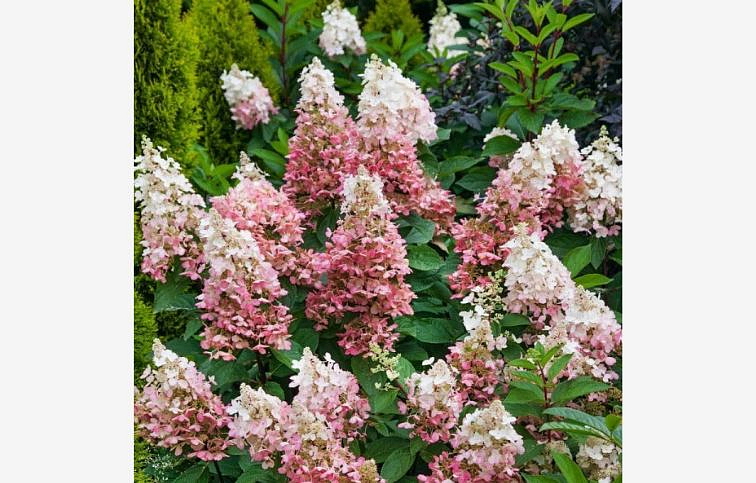 Hortenzia metlinatá Candlelight na kmienku, výška 90-120cm kont. 5 l