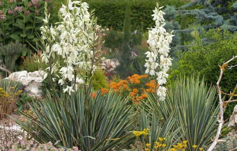 Juka vláknitá Bright Edge - Yucca filamentosa, kont. 2 l